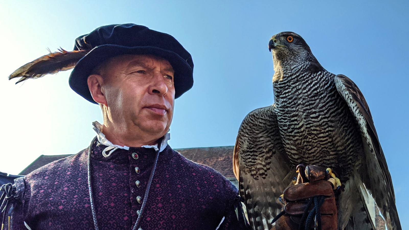 Tudor Goshawk