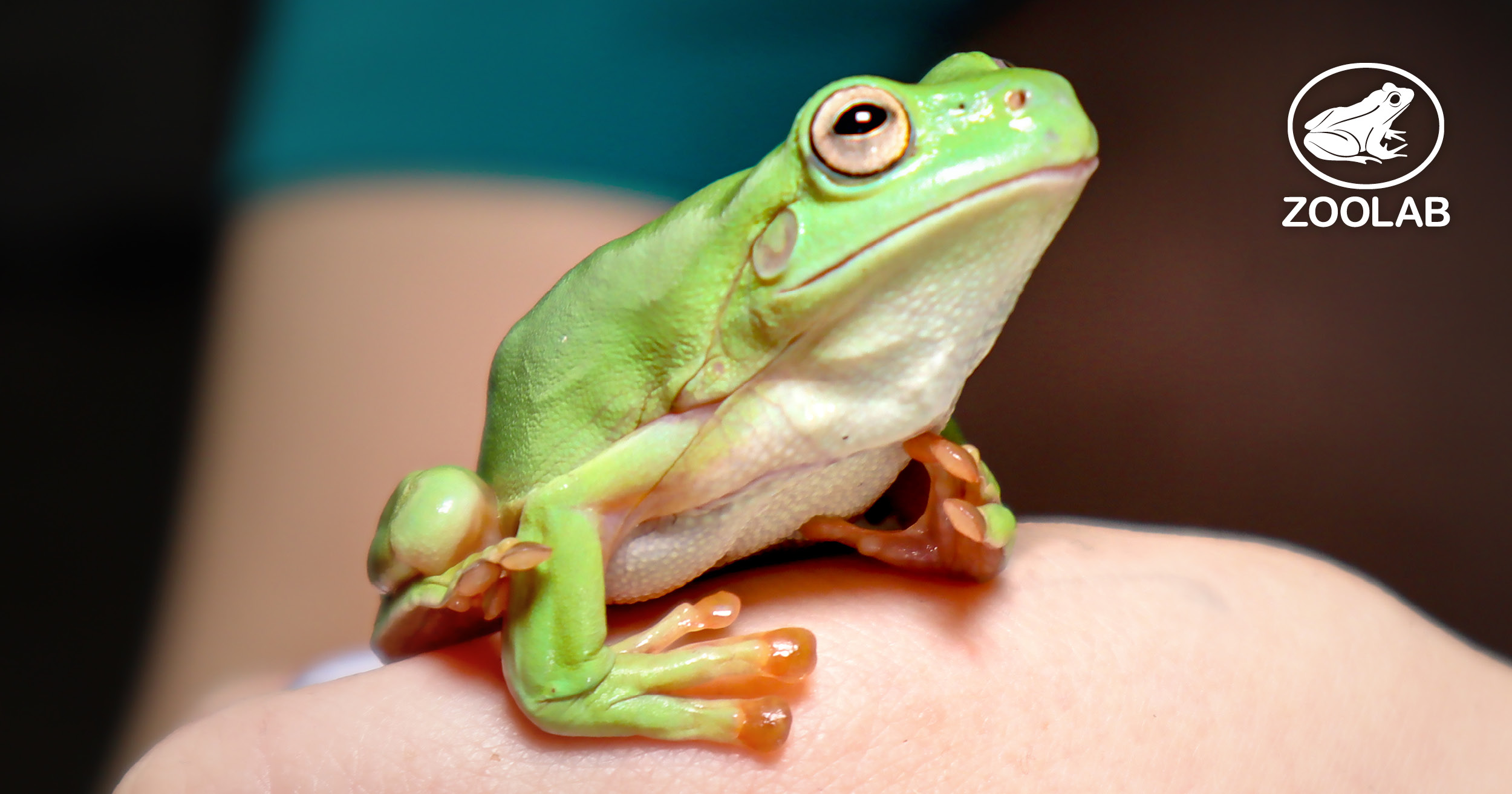 ZOOLAB FB TREE FROG